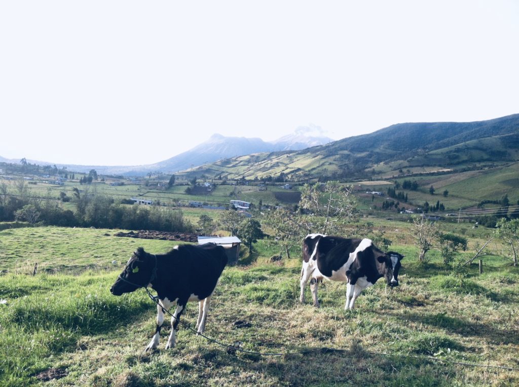 Cows in the Andes Mountains.